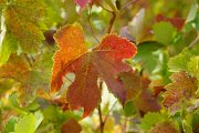 20221001_Autunno_17