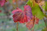 20221015_Autunno_01