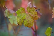 20221015_Autunno_03