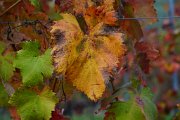 20221015_Autunno_04