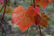 20221015_Autunno_05