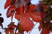 20221015_Autunno_07