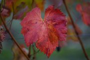 20221015_Autunno_08