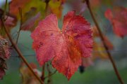 20221015_Autunno_09