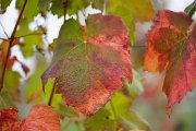 20221015_Autunno_10