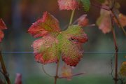 20221015_Autunno_13