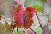 20221015_Autunno_16